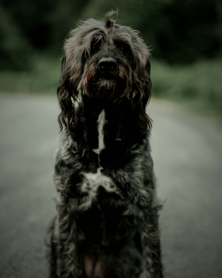 Harley